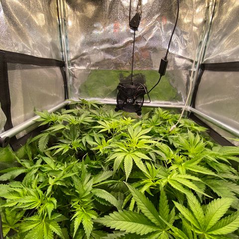 Cookies Gelato growlog timeline photo