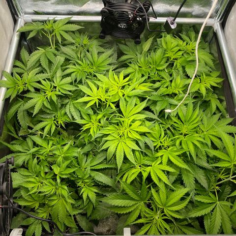 Cookies Gelato growlog timeline photo