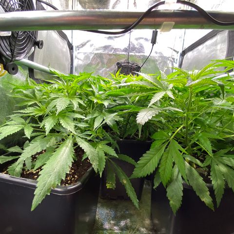 Cookies Gelato growlog timeline photo