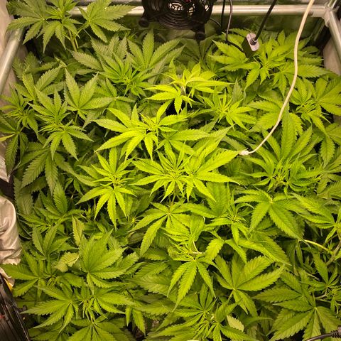 Cookies Gelato growlog timeline photo