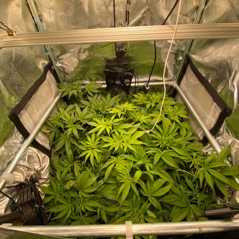 Cookies Gelato growlog timeline photo
