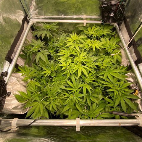 Cookies Gelato growlog timeline photo