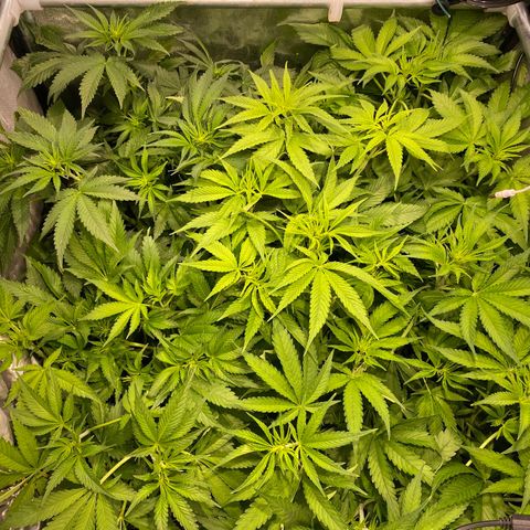 Cookies Gelato growlog timeline photo