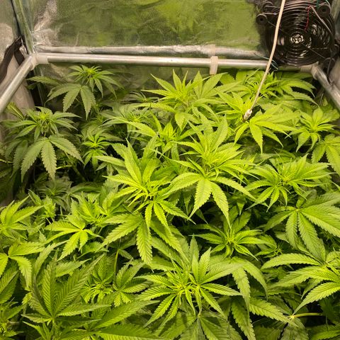 Cookies Gelato growlog timeline photo