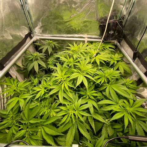 Cookies Gelato growlog timeline photo