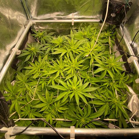 Cookies Gelato growlog timeline photo