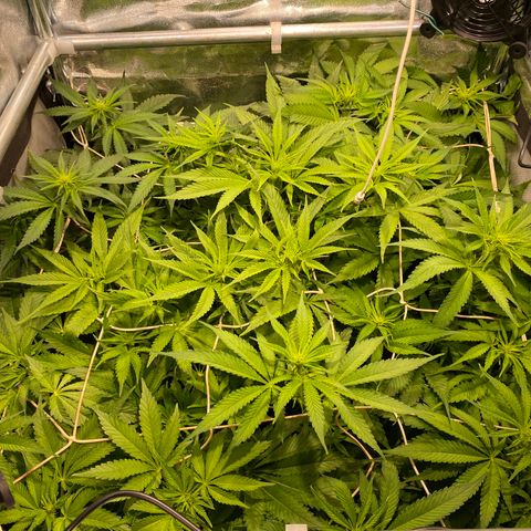 Cookies Gelato growlog timeline photo