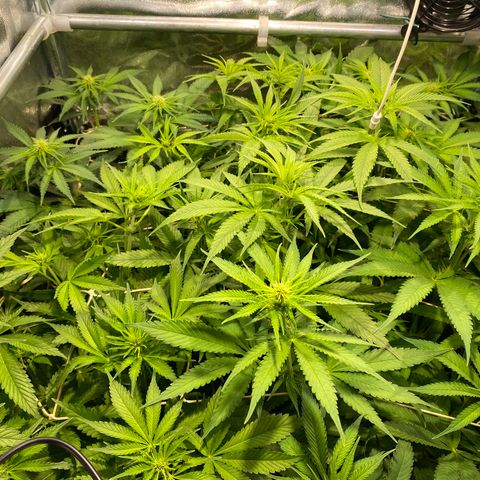 Cookies Gelato growlog timeline photo