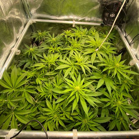 Cookies Gelato growlog timeline photo