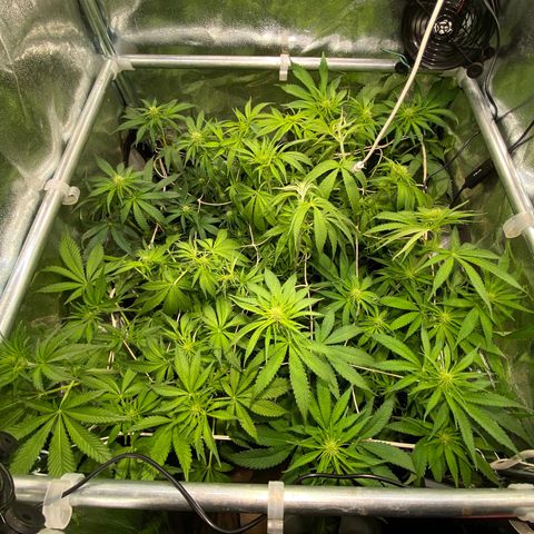 Cookies Gelato growlog photo: Defoliation J 20