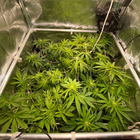 Cookies Gelato growlog photo: Defoliation J 20