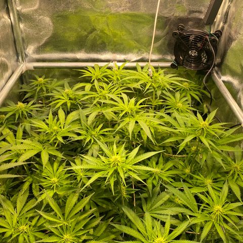 Cookies Gelato growlog timeline photo
