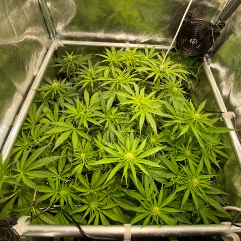 Cookies Gelato growlog timeline photo