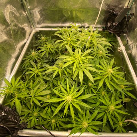 Cookies Gelato growlog timeline photo