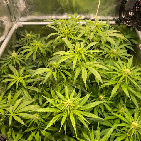 Cookies Gelato growlog timeline photo