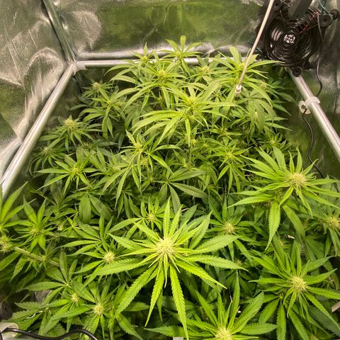 Cookies Gelato growlog photo: Defoliation