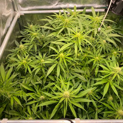 Cookies Gelato growlog timeline photo