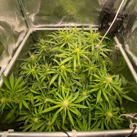 Cookies Gelato growlog timeline photo