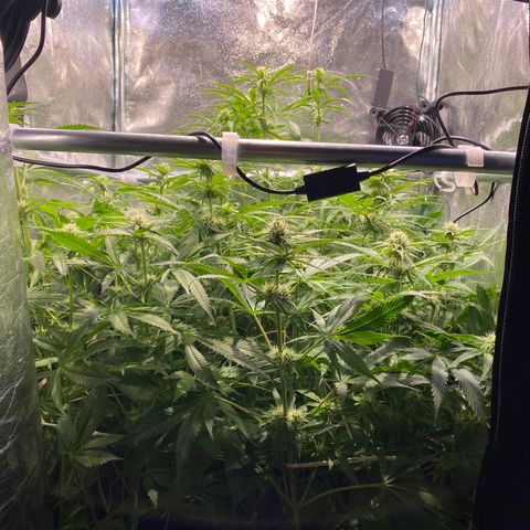 Cookies Gelato growlog timeline photo