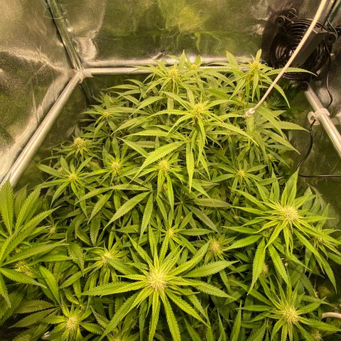 Cookies Gelato growlog timeline photo