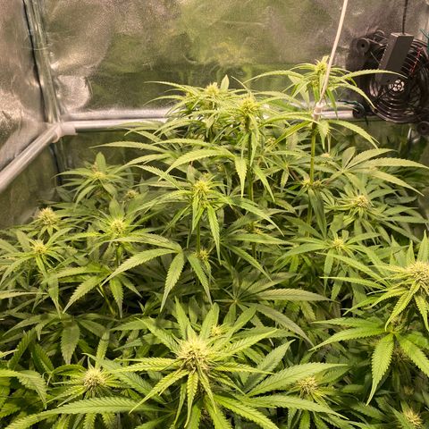 Cookies Gelato growlog timeline photo