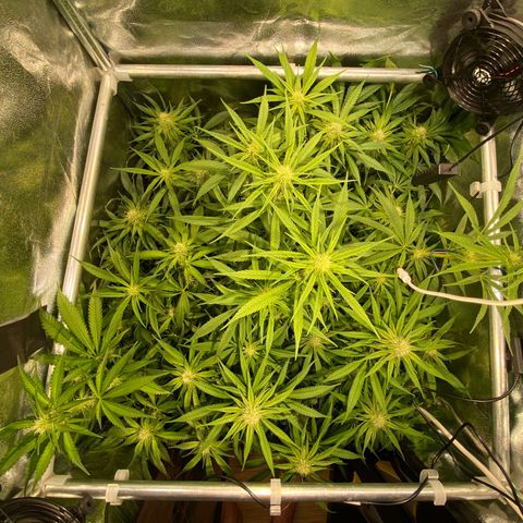 Cookies Gelato growlog timeline photo