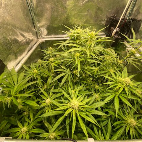 Cookies Gelato growlog timeline photo