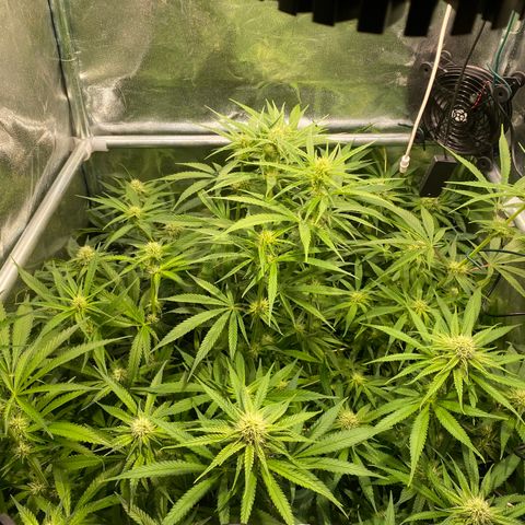Cookies Gelato growlog timeline photo