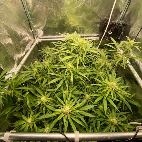 Cookies Gelato growlog timeline photo