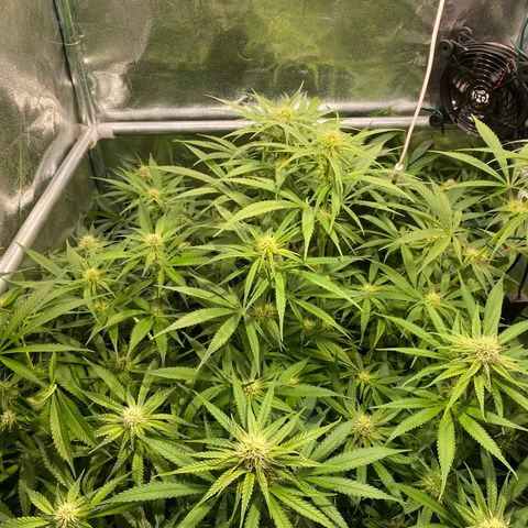 Cookies Gelato growlog timeline photo