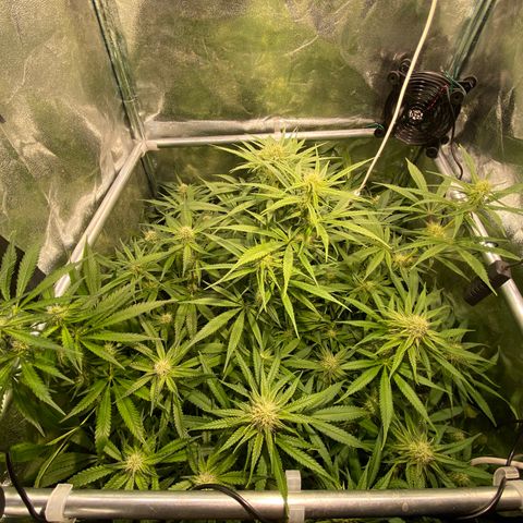 Cookies Gelato growlog timeline photo