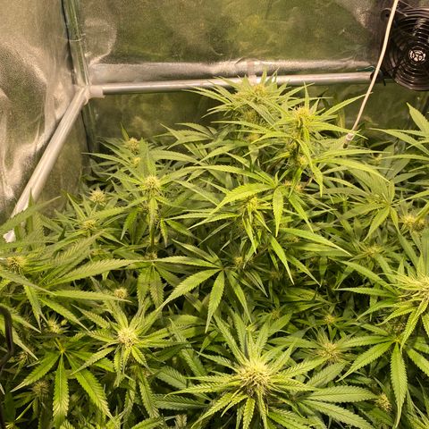 Cookies Gelato growlog timeline photo