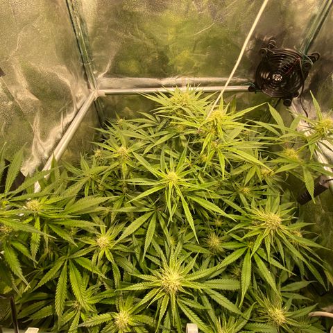 Cookies Gelato growlog timeline photo