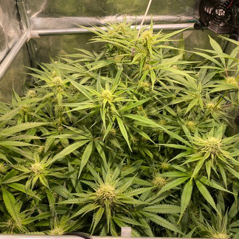 Cookies Gelato growlog timeline photo
