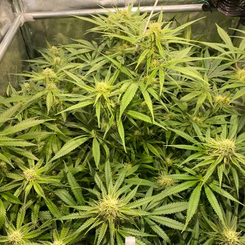 Cookies Gelato growlog timeline photo