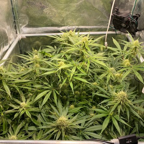 Cookies Gelato growlog timeline photo