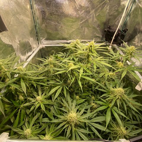 Cookies Gelato growlog timeline photo