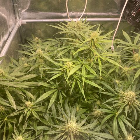 Cookies Gelato growlog timeline photo