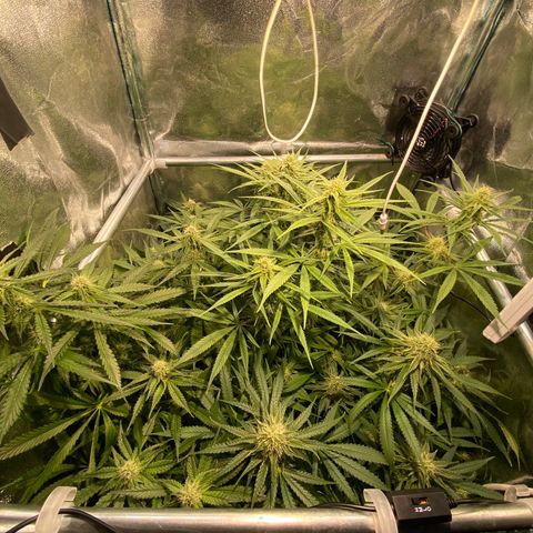 Cookies Gelato growlog timeline photo