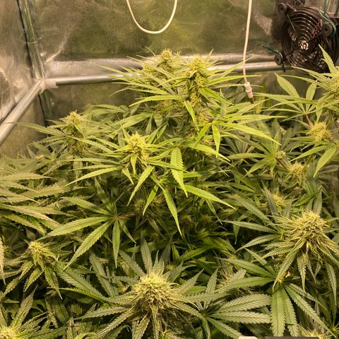 Cookies Gelato growlog timeline photo