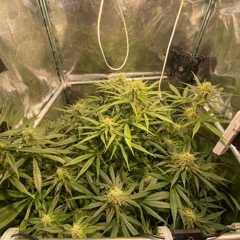 Cookies Gelato growlog timeline photo