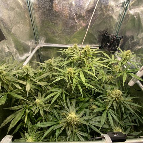 Cookies Gelato growlog timeline photo