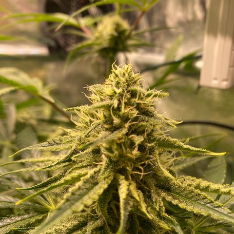 Cookies Gelato growlog timeline photo
