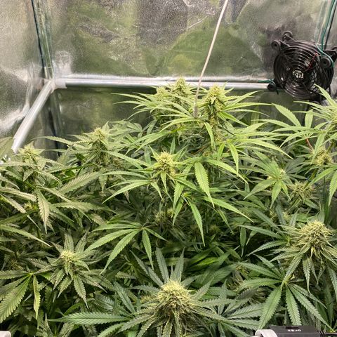 Cookies Gelato growlog timeline photo