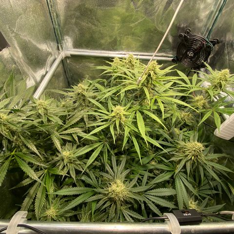 Cookies Gelato growlog timeline photo