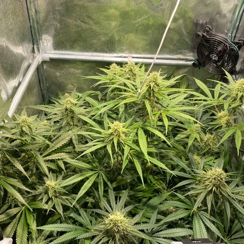Cookies Gelato growlog timeline photo