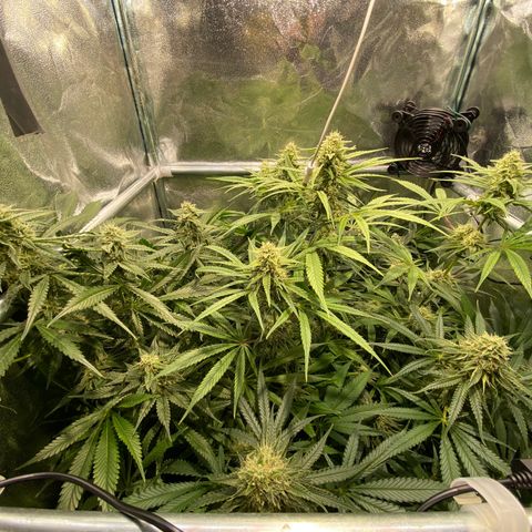 Cookies Gelato growlog timeline photo