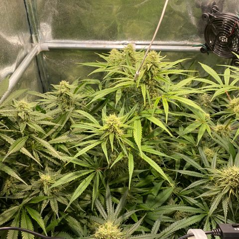 Cookies Gelato growlog timeline photo