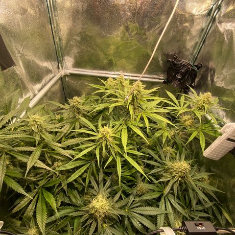 Cookies Gelato growlog timeline photo