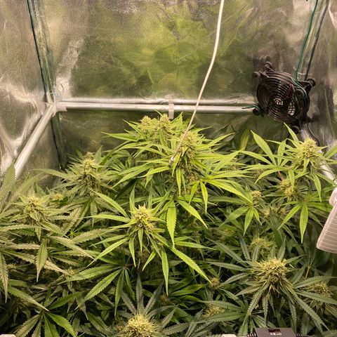 Cookies Gelato growlog timeline photo